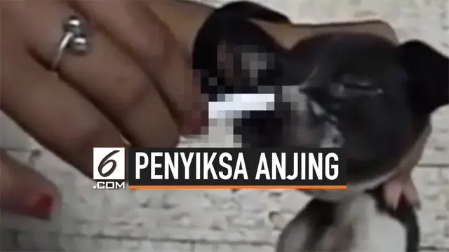 VIDEO: Pecinta Anjing Indonesia Buru Wanita Penyiksa Anjing