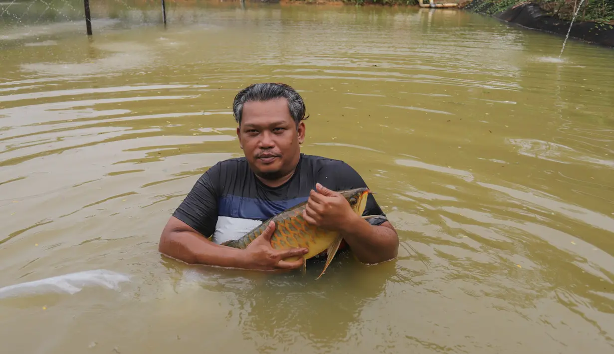 Royal Red Arowana Farm mengoleksi banyak indukan arwana super red dengan kualitas genetik unggulan. Ikan-ikan ini dipersiapkan untuk pasar ekspor maupun kebutuhan dalam negeri. Saat ini, farm tersebut fokus pada kegiatan pembiakan dan pembesaran hasil breeding untuk dijadikan indukan baru yang lebih berkualitas. Tampak dalam foto, peternak menangkap ikan pada kolam besar di Farm Royal Red Arowana yang terletak di kawasan Jasinga, Bogor, Jawa Barat, Sabtu (15/11/2025). (merdeka.com/Arie Basuki)