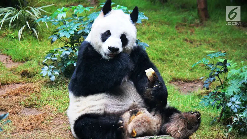 Liburan Seru Sambil Belajar di Ocean Park Hong Kong