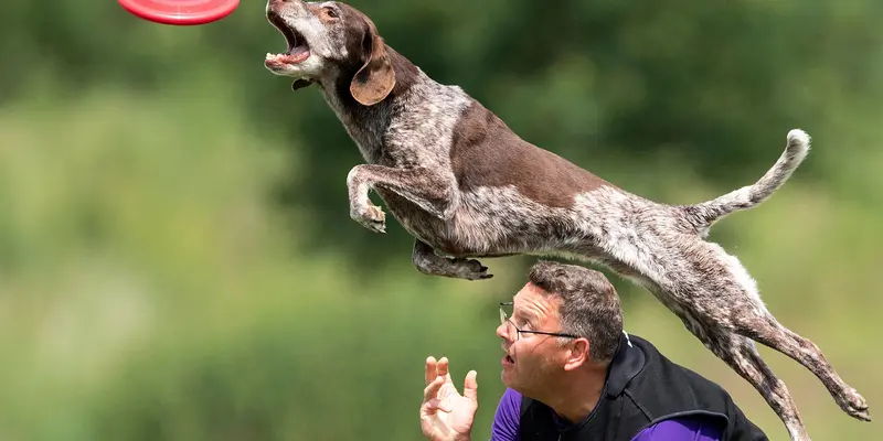 Aksi Ketangkasan Anjing Menangkap Frisbee di Kompetisi Tingkat Dunia