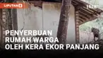 Kemarau Panjang, Puluhan Kera Serbu Rumah Warga