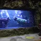 Pengunjung mengabadikan atraksi barongsai dan liong dalam air bertajuk The Battle of Yin Yang di Aquarium Utama Seaworld Ancol, Jakarta, Senin (12/2). Atraksi ini akan berlangsung pada 16-18 Februari. (Liputan6.com/Arya Manggala)