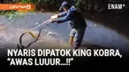 Warga Desa Karanggintung, Kabupaten Cilacap, Jawa Tengah, digegerkan kemunculan seekor ular kobra berukuran hampir empat meter di sekitar permukiman.