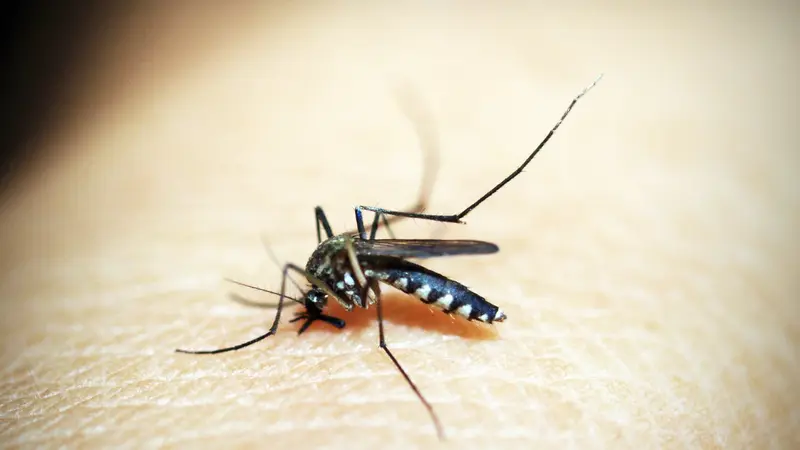 Menjadi Obat Herbal Malaria