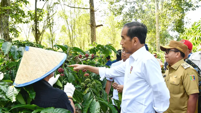 Jokowi Minta Produksi Kopi Ditingkatkan Jadi 9 Ton Per Hektare