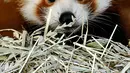 Bayi panda merah berada di kandangnya di Kebun Binatang Biotropica di Val-de-Reuil, Prancis, (28/8). Panda merah aktif pada waktu pagi dan senja. Di siang hari, mereka tidur dan beristirahat di dahan pohon. (AFP Photo/Charly Triballeau)