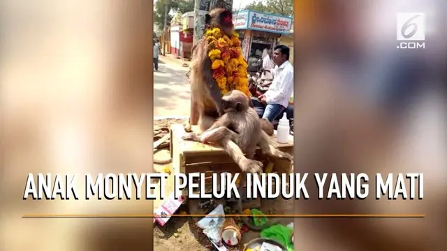 Viral rekaman seekor anak monyet memeluk induknya yang sudah mati dengan harapan sang induk akan kembali hidup.