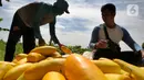 Petani mengumpulkan buah timun suri hasil panen di lahan garapan kawasan Sawangan, Depok, Minggu (3/4/2022). Timun suri yang biasa diolah menjadi minuman wajib untuk menemani berbuka puasa ini dijual dari harga Rp 9ribu - Rp 20ribu tergantung ukurannya. (merdeka.com/Arie Basuki)