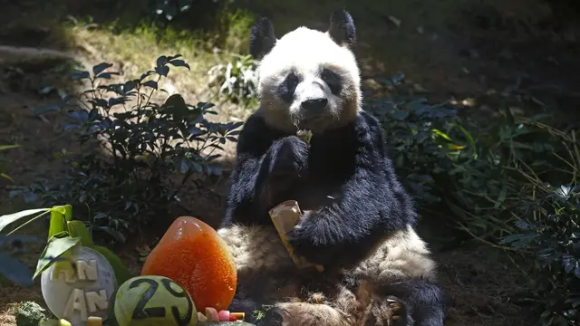 Sedih, Panda Jantan Tertua di Dunia Mati