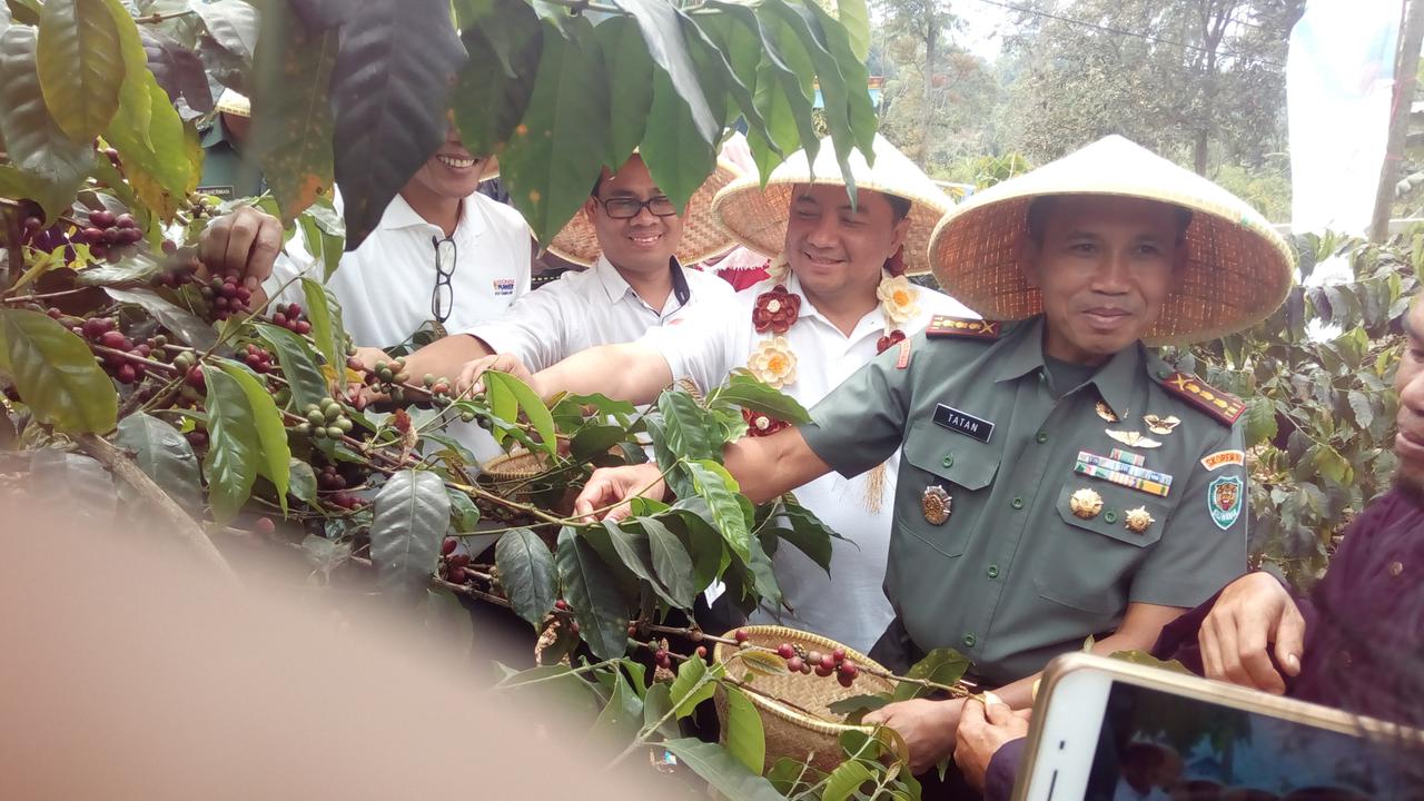 panen raya kopi java priangen