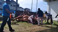 Sapi kurban sumbangan Presiden Joko Widodo di Sumatera Barat telah disembelih Masjid Raya Sumbar. Sapi berbobot 1,2 ton itu dibeli dari seorang peternak di Kabupaten Agam. (Liputan6.com/ Novia Harlina)