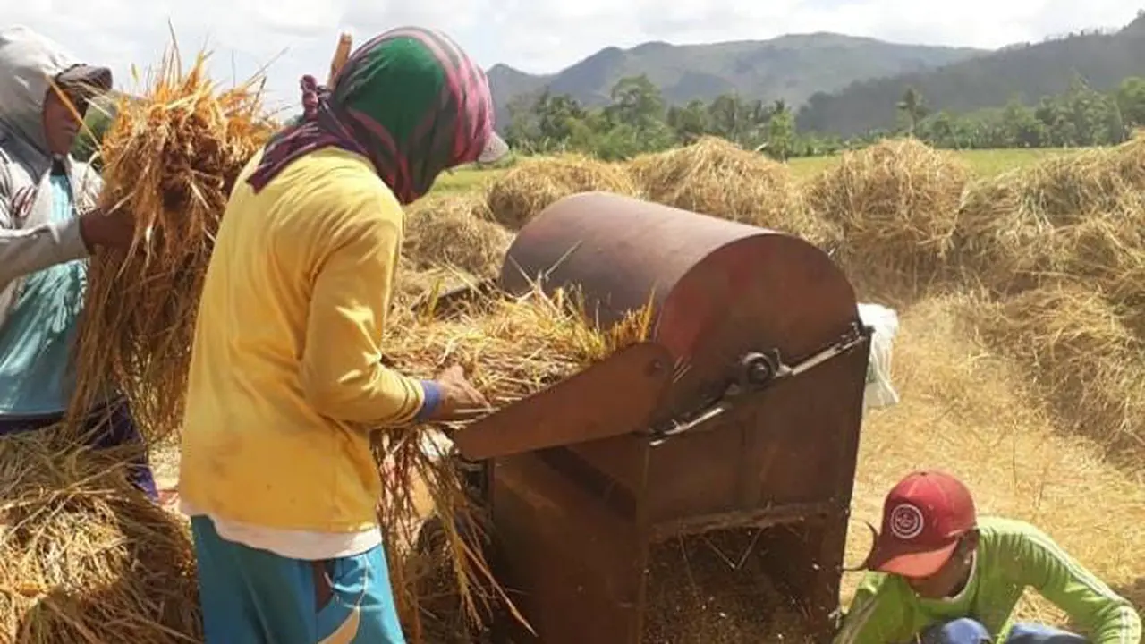 BPS Memastikan Produksi Beras Nasional Dipastikan Masih Surplus