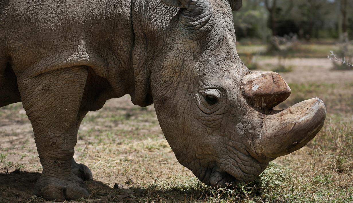 Satu-satunya pejantan dari tiga badak putih terakhir di dunia bernama Sudan memakan rumput di Laikipia, Kenya, 3 Mei 2017. Kematian Sudan membuat kalangan pejantan badak putih resmi punah. (AP Photo)