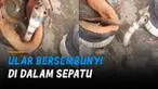 Ketika seseorang memegang dan menggoyangkan sepatunya, seekor Ular berbentuk seperti cobra keluar dari dalam sepatu.