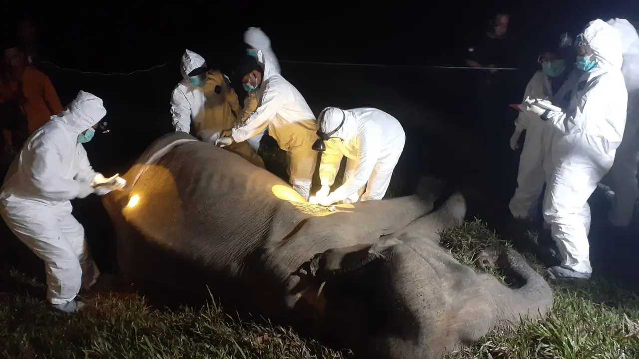 Gajah betina jinak bernama Bunga ditemukan dalam kondisi mati di TNWK Lampung. Foto : (Istimewa).