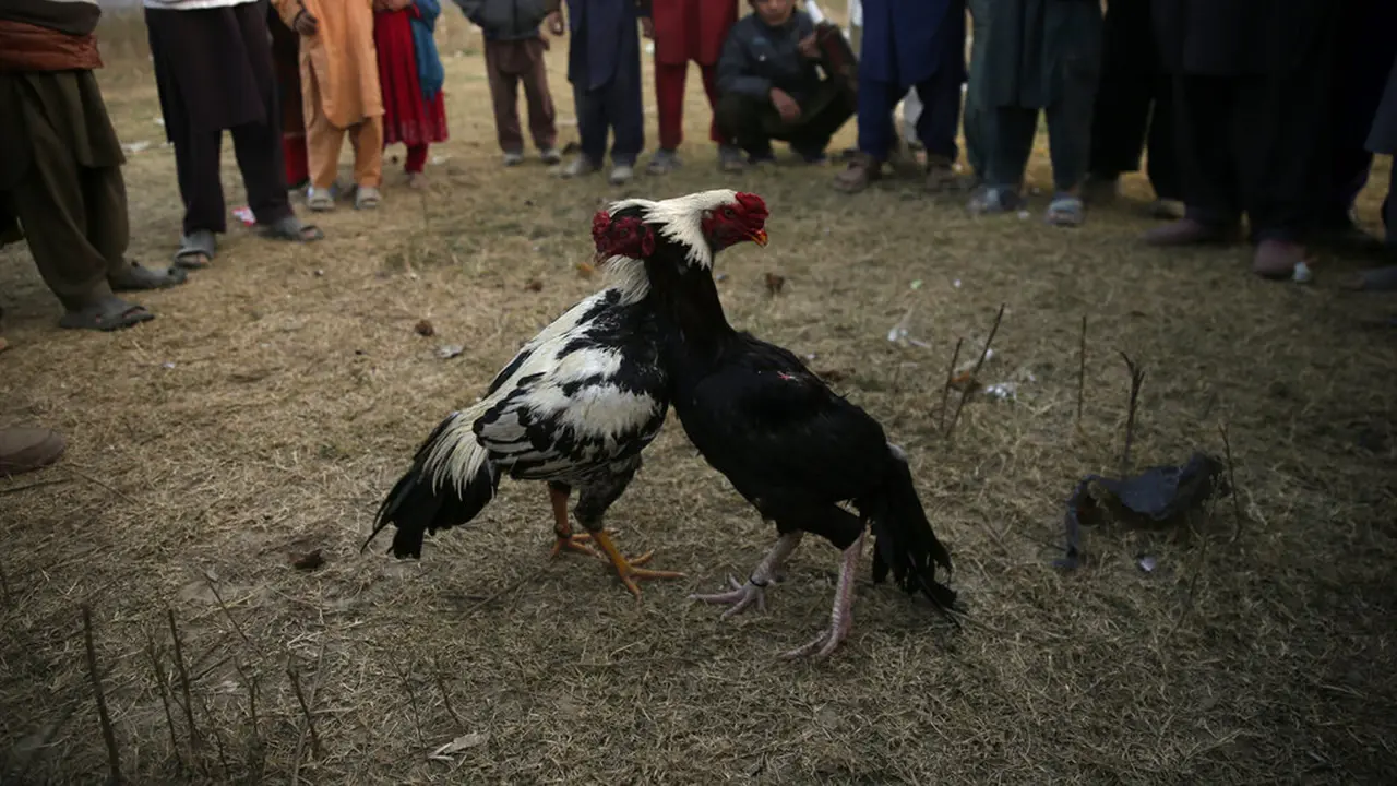 FOTO: Menyaksikan Pertandingan Sabung Ayam di Pakistan