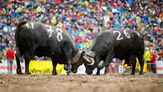 Dua ekor sapi Herens saling mengunci tanduk mereka saat bertanding pada babak kualifikasi finale nationale de la race d'Herens di Aproz, Swiss, Minggu (5/5/2019). Acara ini digelar setiap tahun. (Valentin Flauraud/Keystone via AP)