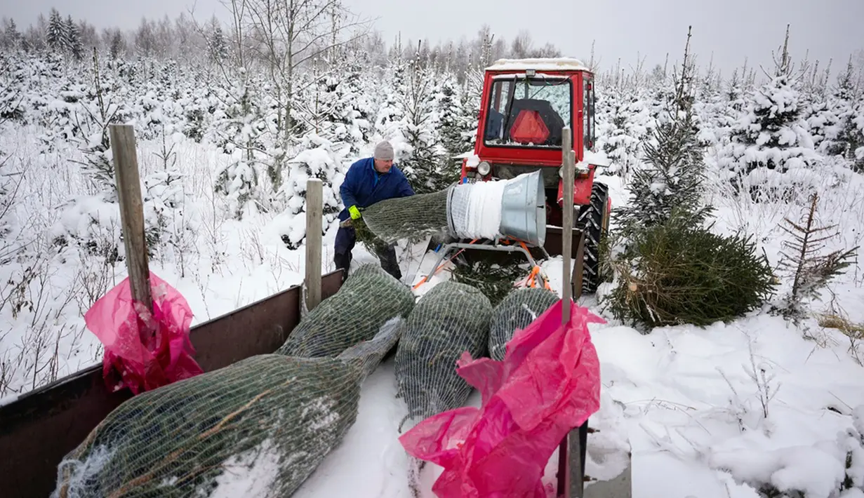 Pohon Natal mulai bermunculan di Eropa Tengah dan negara-negara Baltik, termasuk Estonia, sejak abad pertengahan dan kini telah menjadi tradisi di sebagian besar dunia. (AP Photo/Pavel Golovkin)