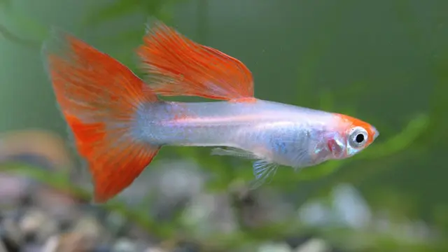 Guppy