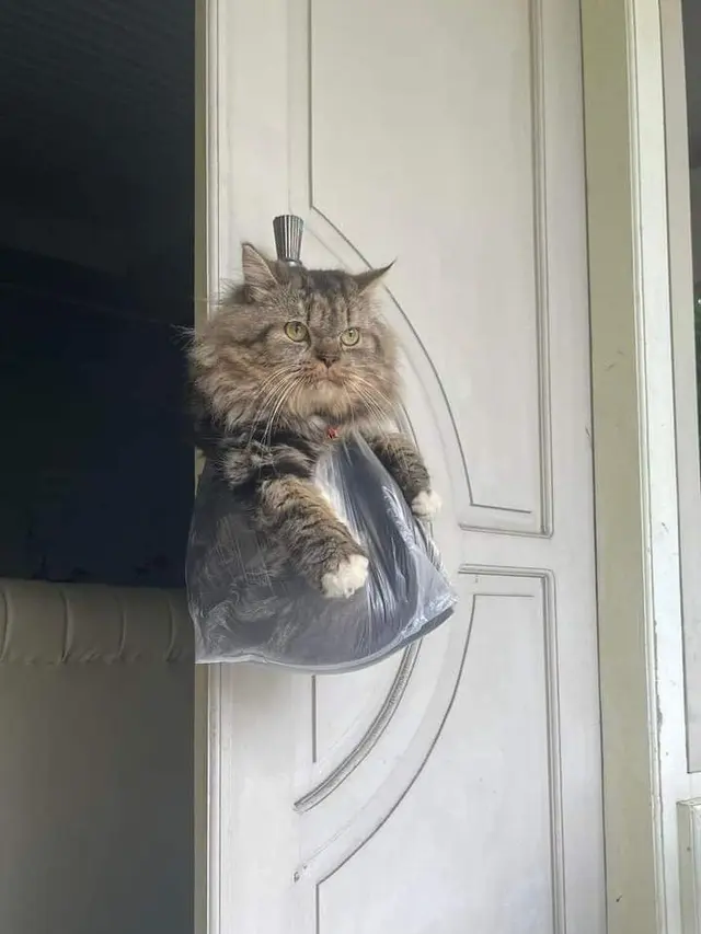 10 Potret Lucu Kucing di Dalam Tas Kresek, Ekspresinya Bikin Kasihan