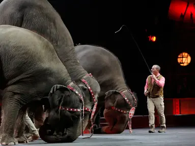  Sejumlah gajah melakukan aksi dengan mengangkat kedua kaki belakangnya selama Ringling Bros dan Barnum & Bailey Circus ' " Circus Ekstrim " di Casey Plaza, Pennsylvania , AS , 30 April 2016. (REUTERS / Andrew Kelly)