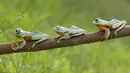 Usai menampilkan gaya terbaik mereka, ketiga katak lucu ini bersiap meninggalkan dahan pohon yang menjadi panggung aksi mereka, Kalimantan.(dailymail) 