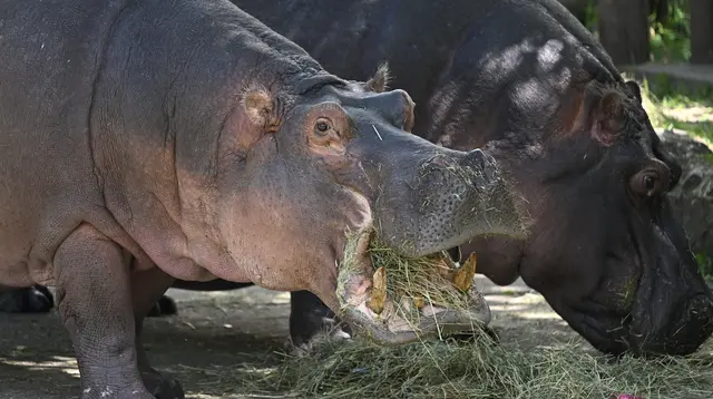 Seekor kuda nil bernama Tucsok (kiri) berdiri di samping putrinya yang berusia 29 tahun, Jusztina, saat merayakan ulang tahunnya yang kelima puluh di Kebun Binatang dan Taman Botani di Budapest, Hungaria, pada 27 April 2023. (AFP/Attila Kisbenedek)