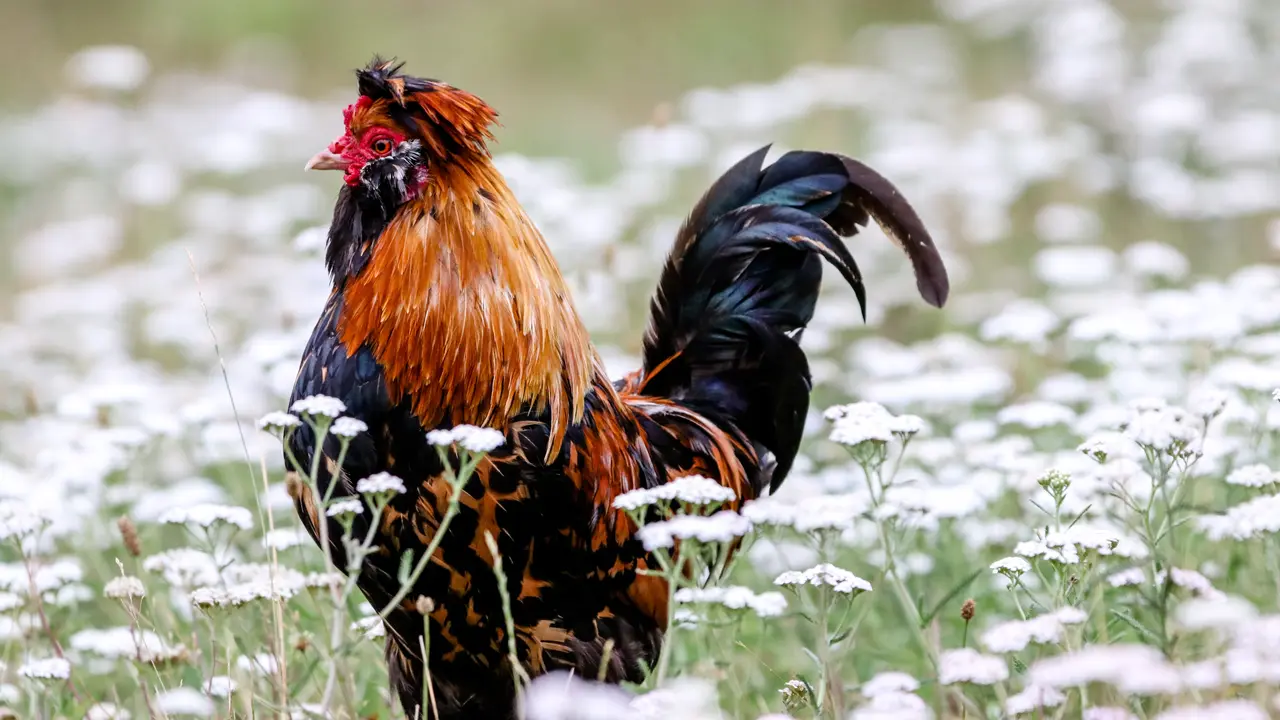 Jenis Ayam Hias