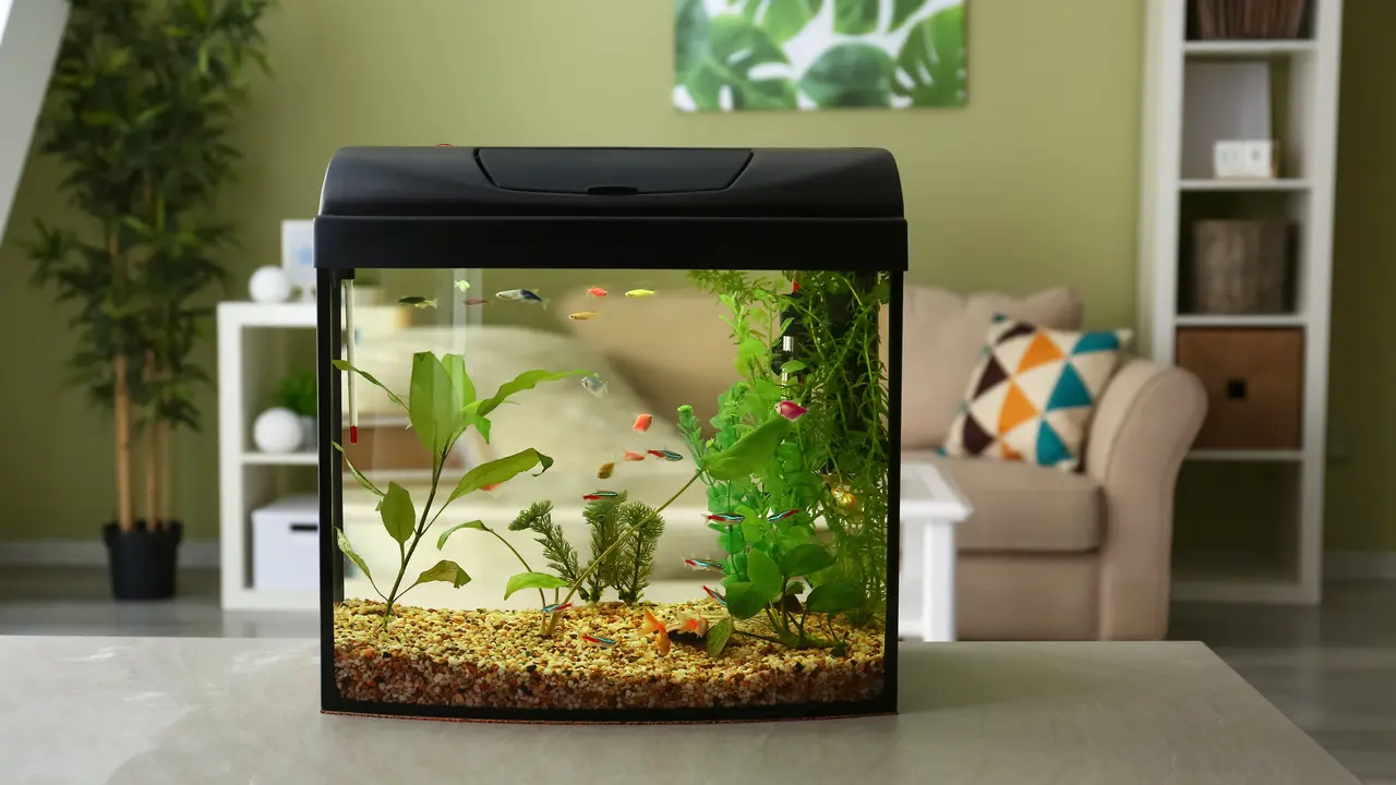 aquarium