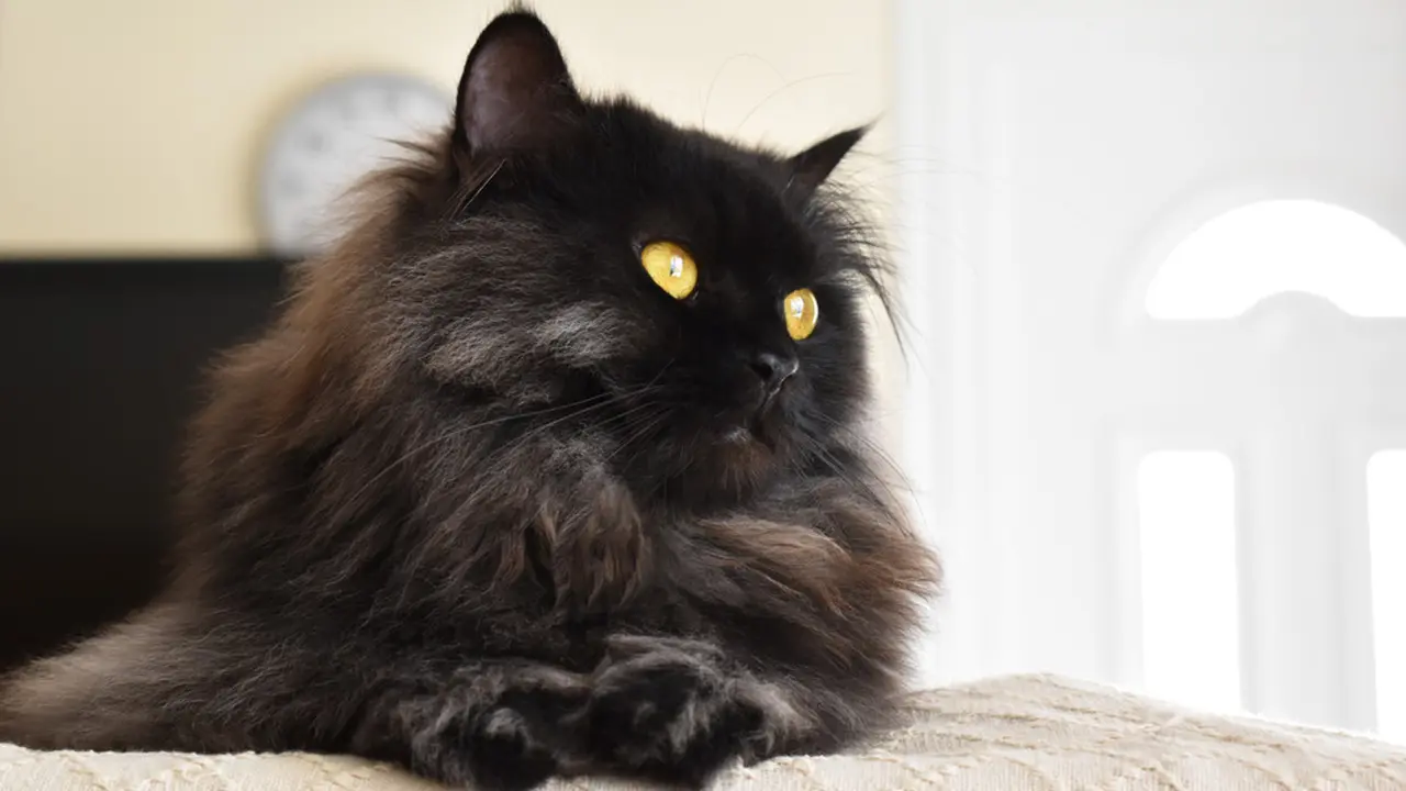 Jarang Dilirik, 5 Ras Kucing Berbulu Hitam ini Cocok Jadi Hewan Peliharaan