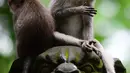 Monyet ekor panjang berada di Sacred Monkey Forest atau yang lebih dikenal dengan Monkey Forest di Ubud, Bali pada 16 November 2018. Keunikan hutan ini adalah terdapatnya ratusan Kera Bali ekor panjang yang bebas berkeliaran di alam. (GABRIEL BOUYS/AFP)