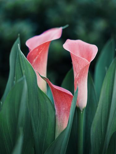 Mengungkap Kepribadian Perempuan Penyuka Bunga Calla Lily Lifestyle Fimela Com
