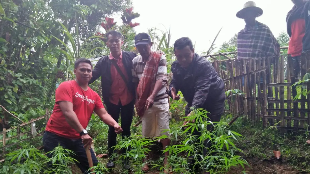 Pohon-Pohon Ganja Dekat Tempat Wisata di Toraja