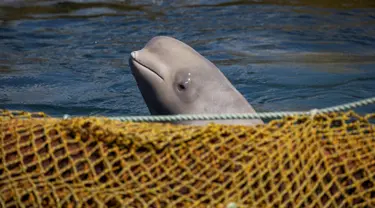 Paus beluga berenang dalam fasilitas penampungan di Primorsky, Rusia, Minggu (7/4). Rusia berencana membebaskan 98 paus yang dikurung dalam fasilitas penampungan tersebut. (Press Service of Administration of Primorsky Krai/Alexander Safronov/Handout via Reuters)