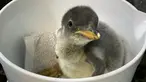 Seekor bayi penguin hendak ditimbang bobotnya di Sea Life Aquarium Sydney di Sydney, Australia (6/11/20202). Pihak akuarium tersebut mengumumkan kelahiran bayi penguin Gentoo pada Minggu (22/11). (Xinhua)
