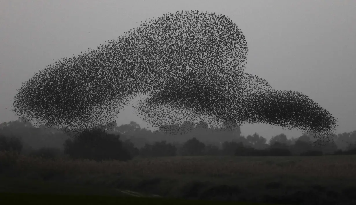 Kawanan burung jalak membentuk sebuah formasi sebelum mendarat untuk beristirahat di dekat kota Rahat, Israel selatan, di gurun Negev (22/1). (AFP Photo/Menahem Kahana)