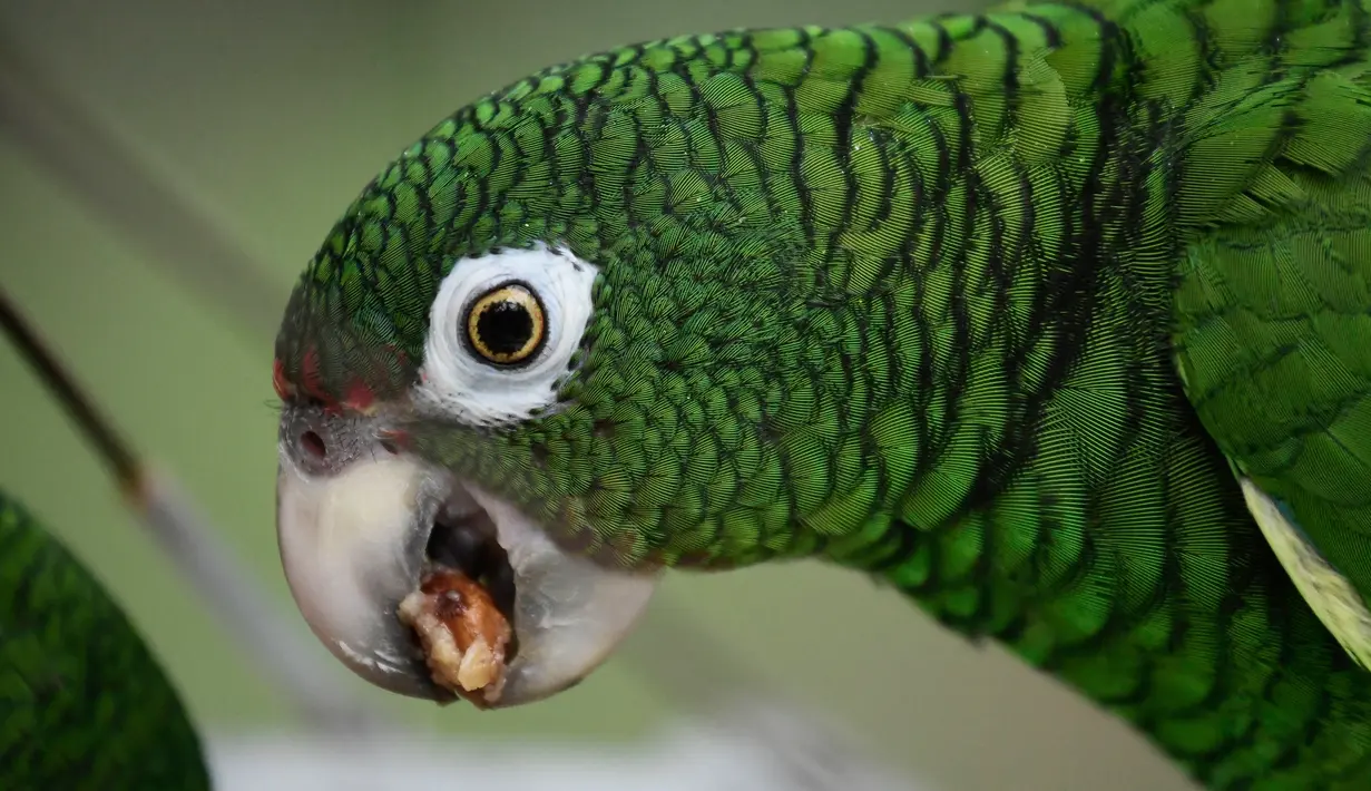 Burung beo Puerto Rico sedang makan di pusat penangkaran di Iguaca Aviary, El Yunque, Puerto Rico, (6/11). Banyak pohon besar di mana burung beo Puerto Rico bersarang telah hilang akibat terjangan Badai Maria. (AP Photo/Carlos Giusti)