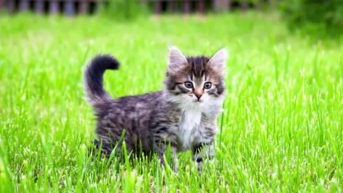 Foto: copyright thinkstockphotos.com