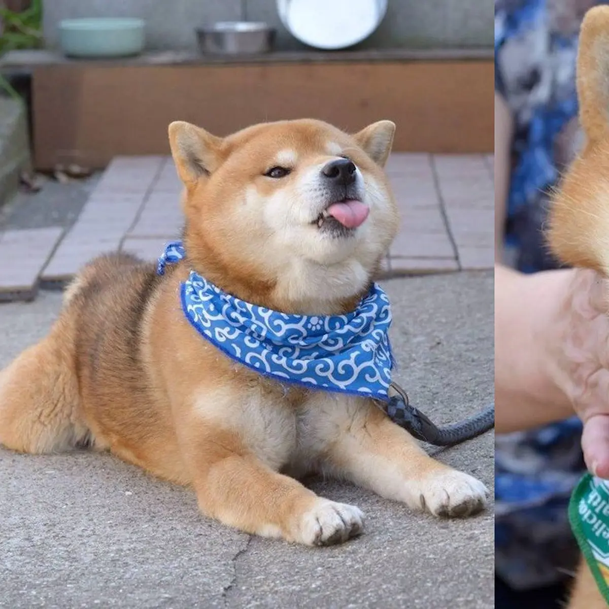 Shiba inu hot sale jual