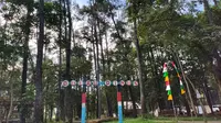 Deretan pohon pinus yang menjulang tinggi, memadati Taman Wisata Alam (TWA) Punti Kayu Palembang (Liputan6.com / Nefri Inge)