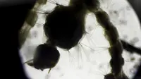 Larva nyamuk Aedes aegypti diperlihatkan di laboratorium Kementerian Kesehatan San Jose, Kosta Rika, (27/1). Nyamuk inilah yang menyebarkan virus zika yang sekarang ini mulai mengancam negar - negara besar di dunia. (REUTERS / Juan Carlos Ulate)