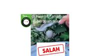 Cek Fakta tanaman bertelur