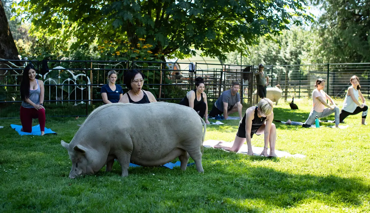 Seekor babi berperut buncit makan rumput Ketika orang-orang berpartisipasi dalam sesi yoga dengan babi selama penggalangan dana amal di The Happy Herd Farm Sanctuary, di British Columbia, Kanada, 26 Juli 2020. (Darryl Dyck/The Canadian Press via AP)