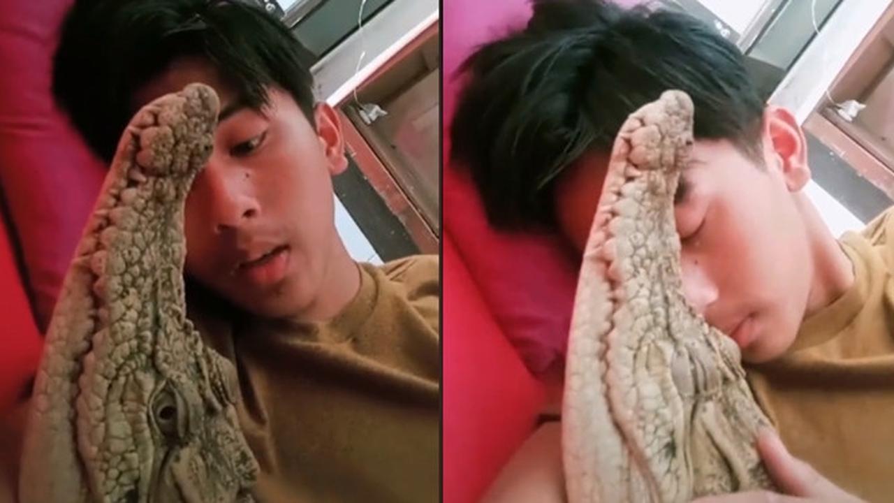 Viral Pria Pelihara Buaya dan Diperlakukan Bak Anak Sendiri, Warganet Kira Boneka