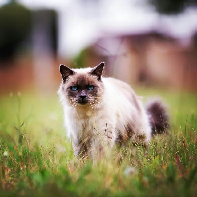 Birman