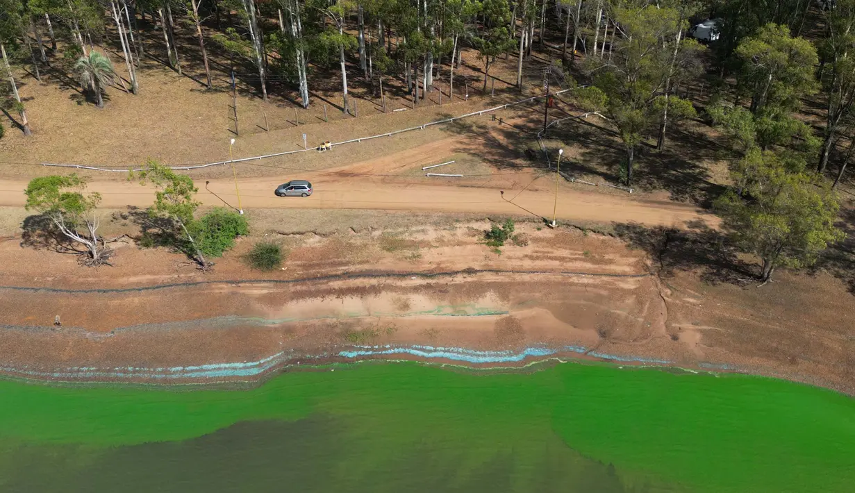 Kelompok bakteri yang juga dikenal sebagai sianobakteri atau ganggang biru-hijau ini sering ditemukan di danau. Cyanobacteria memiliki ciri dapat berfotosintesis dengan menyerap cahaya matahari dan menghasilkan klorofil, yaitu pigmen yang memberikan warna hijau pada daun. (JUAN MABROMATA/AFP)