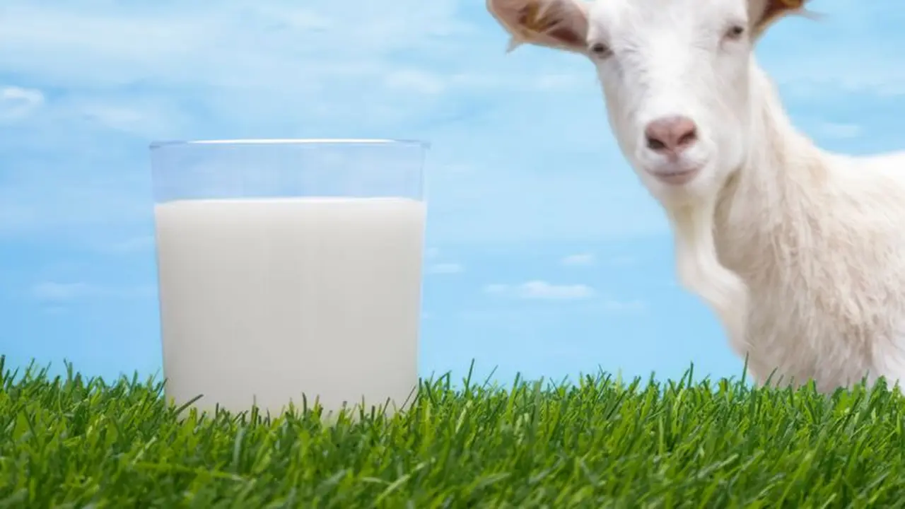 Manfaat Susu Kambing Etawa