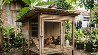 Cara Membuat Kandang Ayam Sederhana yang Murah, Mudah, dan Tahan Lama
