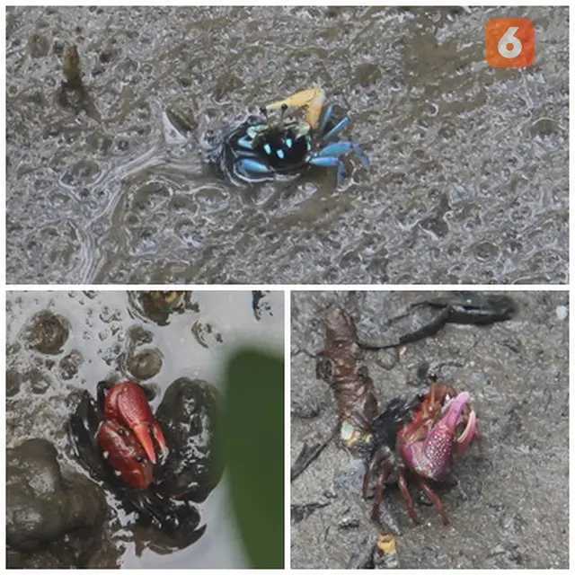 Kepiting Teluk Semanting