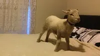 Aksi Lucu Domba Kecil Senang Melompat